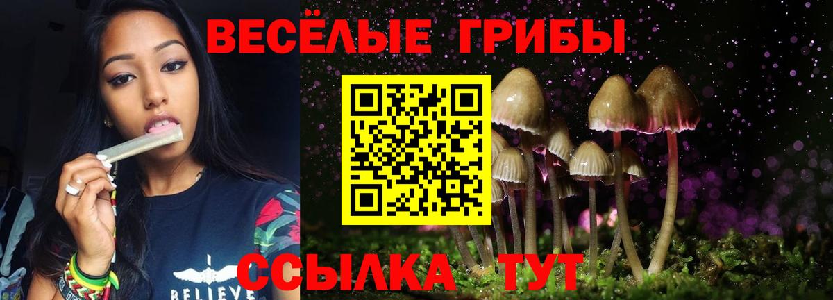 Галлюциногенные грибы Psilocybe Новоалександровск